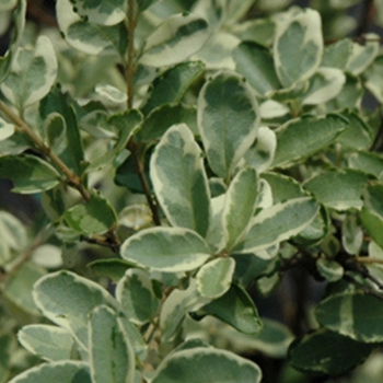 Ligustrum sinense 'Variegatum' 