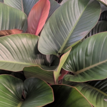 Philodendron tatei