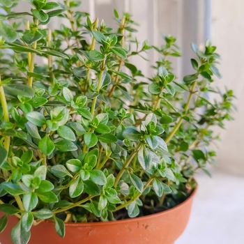 Thymus vulgaris 'French'