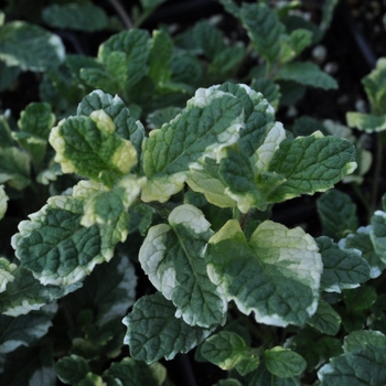 Mentha suaveolens 'Variegata'