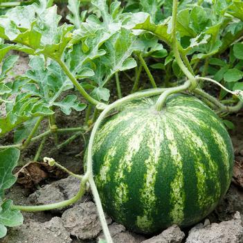 Citrullus lanatus 'Crimson Sweet'