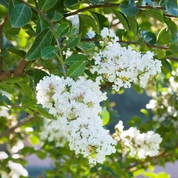 Lagerstroemia indica x fauriei 'Acoma'