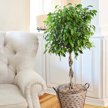 Ficus benjamina
