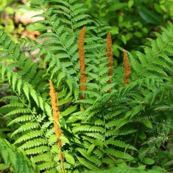 Osmunda cinnamomea