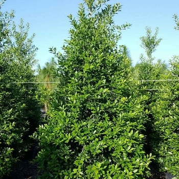 Ilex x attenuata 'Eagleston'