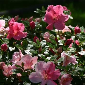 Rhododendron Robin Hill Hybrid 'Conversation Piece' 