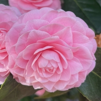 Camellia japonica 'Pink Perfection'