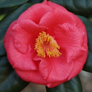 Camellia japonica 'Gunsmoke'