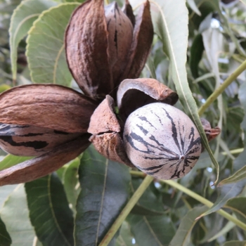 Carya illinoinensis 'Elliot'
