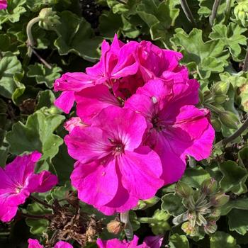 Pelargonium Solera™ '' (311954)