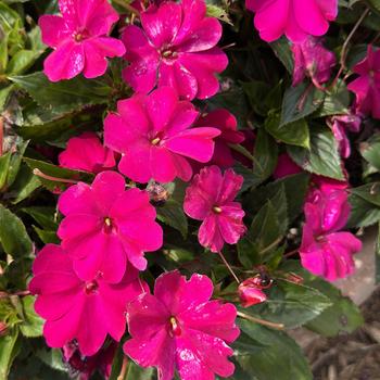 Impatiens SunPatiens® Compact '' (311955)