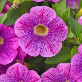 Petunia 'Purple Fantasy' 