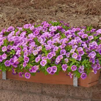 Petunia Slingshot™ 'Purple Fantasy' (311958)