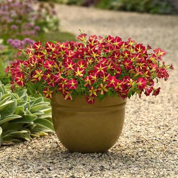 Petunia Slingshot™ 'Cherry Tartwheel' (311961)