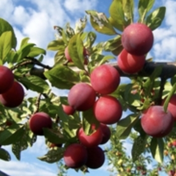 Prunus 'French Prune'