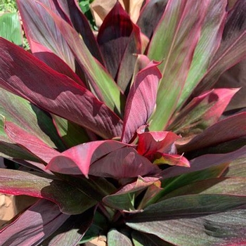Cordyline fruticosa 'Auntie Lou'