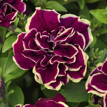 Petunia 'Radiant Ruby' (311966)