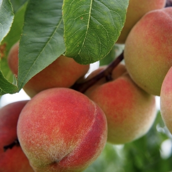 Prunus persica 'Hale Haven' 