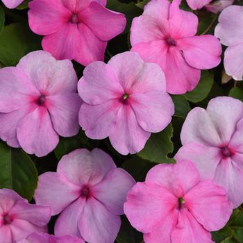 Impatiens walleriana Beacon® '' (311970)