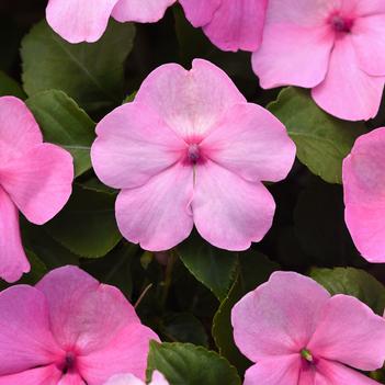 Impatiens walleriana