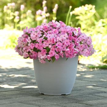 Impatiens walleriana Beacon® '' (311974)