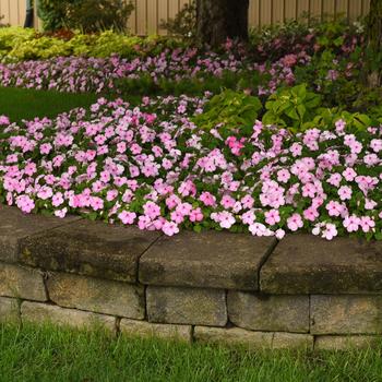 Impatiens walleriana Beacon® '' (311975)