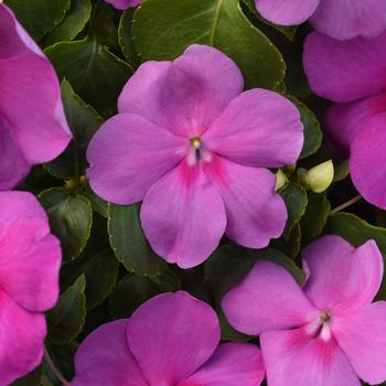 Impatiens walleriana