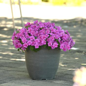 Impatiens walleriana Beacon&reg; '' (311979)