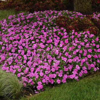 Impatiens walleriana Beacon&reg; '' (311981)