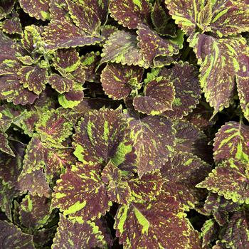 Coleus 'Michigan Avenue'
