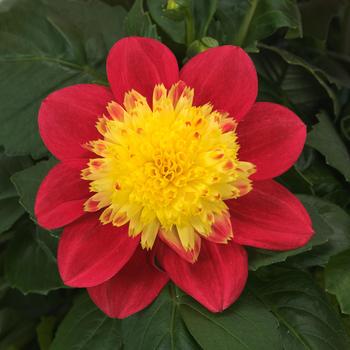 Dahlia Venti™ 'FireBurst' (311986)