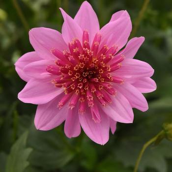 Dahlia Venti&trade; 'PinkBurst' (311988)