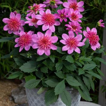 Dahlia Venti&trade; 'PinkBurst' (311989)