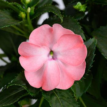 Impatiens