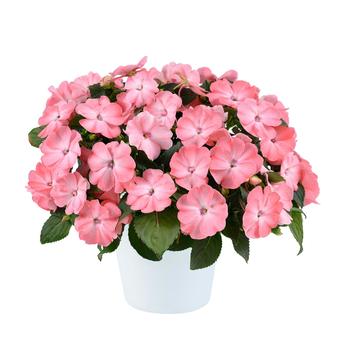 Impatiens Sol Luna Prime™ '' (311991)