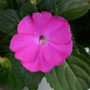 Impatiens 