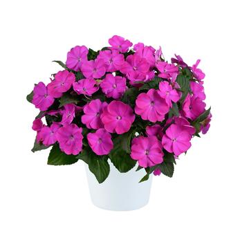 Impatiens Sol Luna Prime&trade; '' (311993)
