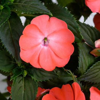 Impatiens 