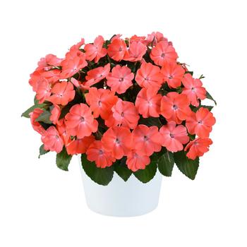 Impatiens Sol Luna Prime™ '' (311996)