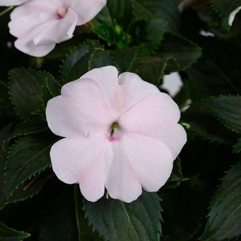 Impatiens
