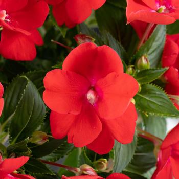 Impatiens 