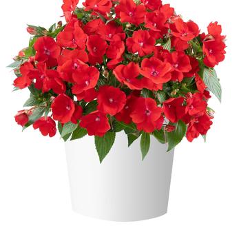 Impatiens Sol Luna Prime™ '' (312001)