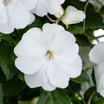 Impatiens Sol Luna Prime™ '' (312002)