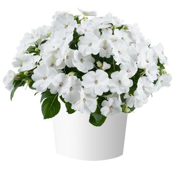 Impatiens Sol Luna Prime™ '' (312003)