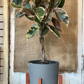 Ficus elastica 'Ruby'
