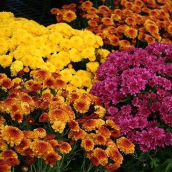 Chrysanthemum x morifolium 'Arluno Dark Pink' PP24145P2