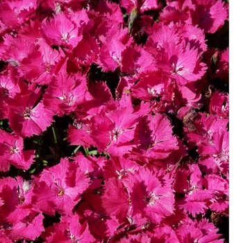 Dianthus 'Cherry Charm' PP30871