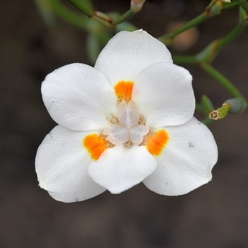 Dietes iridiodes 'Orange Drop'