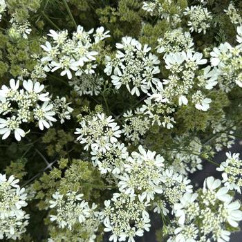 Orlaya grandiflora 'White Finch'