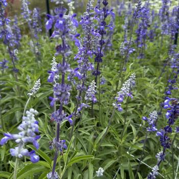 Salvia farinacea 'Blue Bedder'